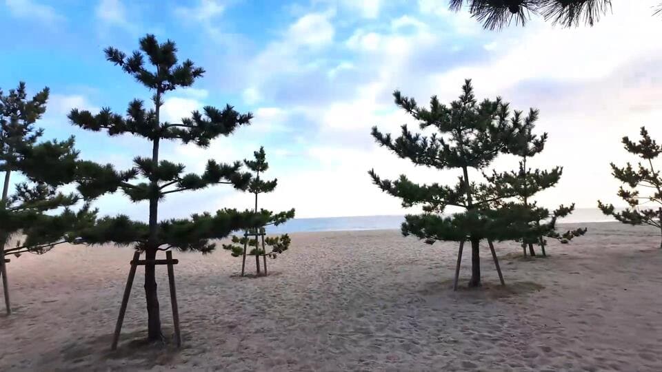 松の間の小道